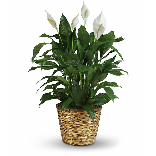 Simply Elegant Spathiphyllum (Peace Lily) - Large