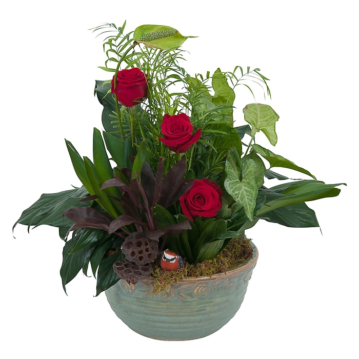 Dish Garden with Fresh Roses