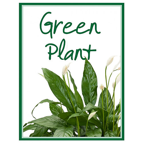 Green Plant Deal of the Day
