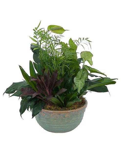 Premium Ceramic Dish Garden