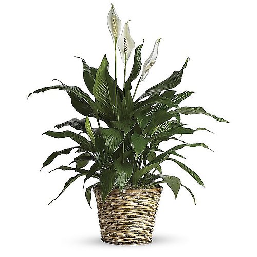 Medium Spathiphyllum Plant