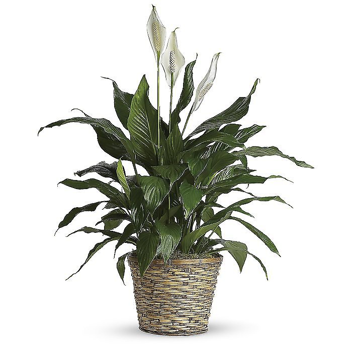 Medium Spathiphyllum Plant