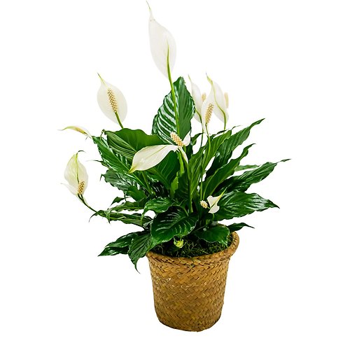 Peace Lily Basket - Small
